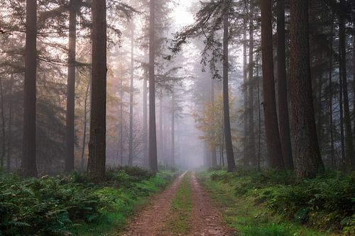 Vreedzame dennen van Nevelhart Photography