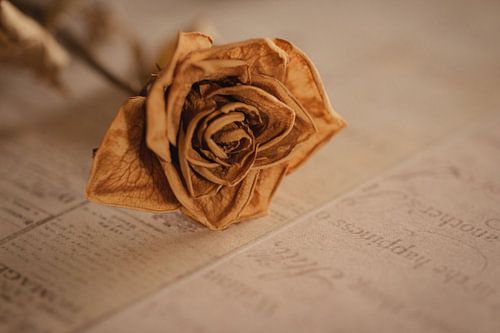 Minimalistisches Foto einer getrockneten Blume(n)