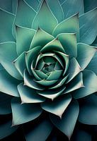 Succulent symmetry
