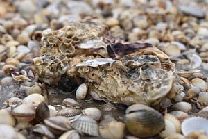 Un gros coquillage sur la plage
