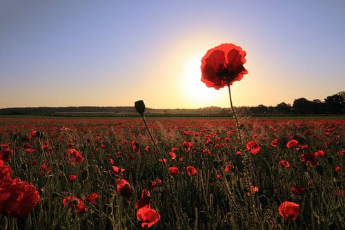 Profiter du soleil de printemps