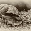 Weinbergschnecke (Helix pomatia) von Ursula Di Chito