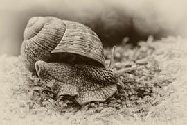 Weinbergschnecke (Helix pomatia) sur Puravida - Photographie et art photographique