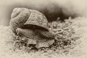Weinbergschnecke (Helix pomatia)