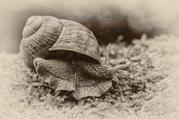 vineyard snail by Ursula Di Chito