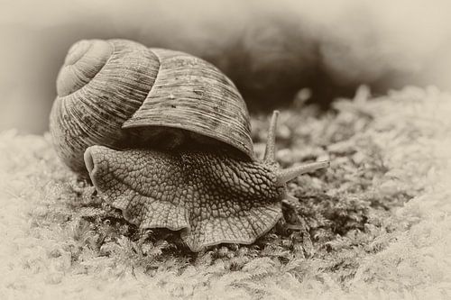Weinbergschnecke (Helix pomatia)