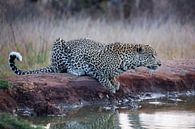 Luipaard in Krugerpark in Zuid-Afrika van HansKl thumbnail
