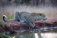 Luipaard in Krugerpark in Zuid-Afrika