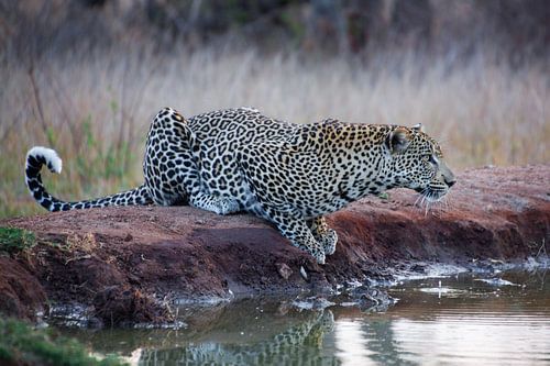 Leopard in Krugerpark in South Africa