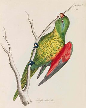 Illustraties van ornithologie, William Jardine, 1826-1835
