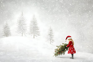 In search of the right Christmas tree.
