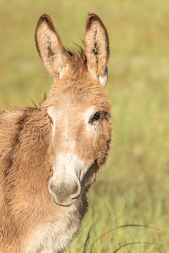 Donkey in the early morning sun by Marijke Arends-Meiring