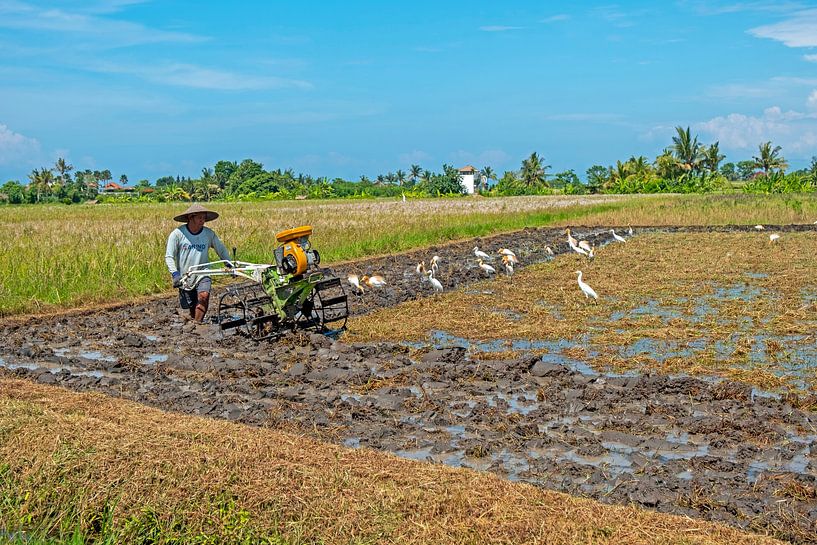 Un travailleur balinais laboure la terre après la récolte du riz à Bali, en Indonésie. par Eye on You