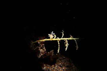 Eubranchus mandapamensis zeeslak (nudibranch), Tulamben, Bali, Indonesië
