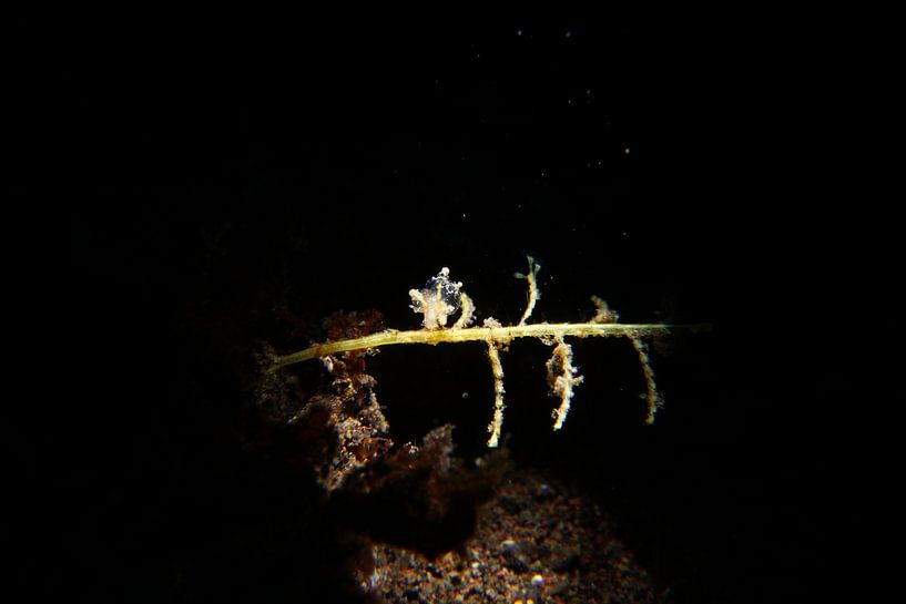 Eubranchus mandapamensis nudibranch, Tulamben, Bali, Indonesië by Aniek Stevense