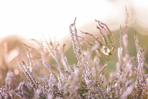 Purple heather at sunset