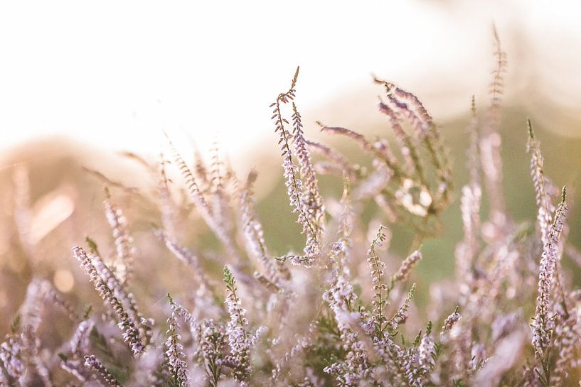Purple heather at sunset by Ratna Bosch