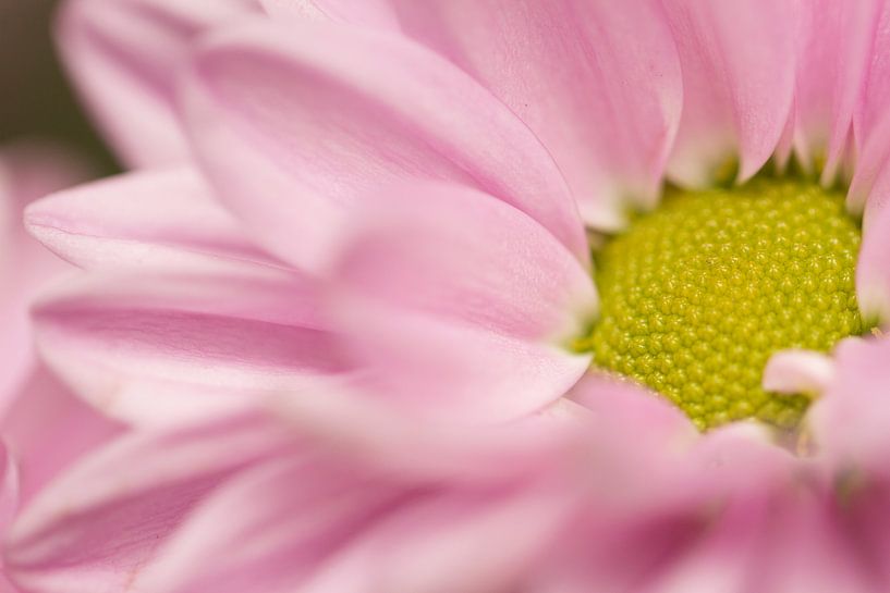 Pink flower von Kimberly van Aalten