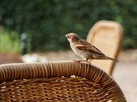 Huismus op rieten stoel