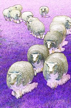 Mouton en violet sur De Rover