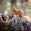 Two squirrels by Monique van Helden