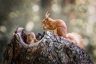 Two squirrels by Monique van Helden thumbnail