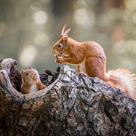 Two squirrels by Monique van Helden