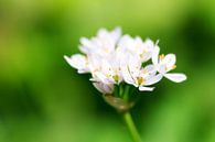 Witte bloemetjes met groene achtergrond par Dennis van de Water Aperçu