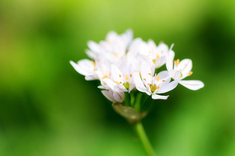 Witte bloemetjes met groene achtergrond van Dennis van de Water