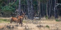 Red deer during the rut by Evert Jan Kip thumbnail