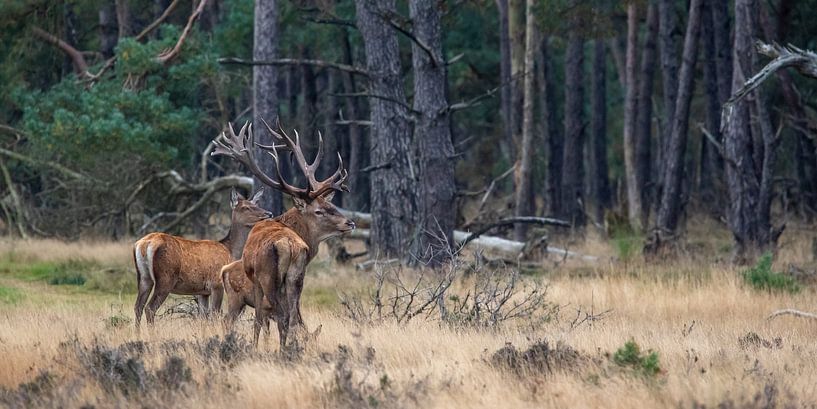 Red deer during the rut by Evert Jan Kip