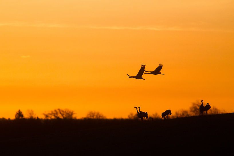 Kraanvogel in de vroege ochtendzon. par Alex Roetemeijer