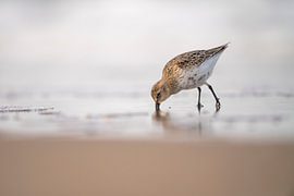 Bunter Strandläufer (1)