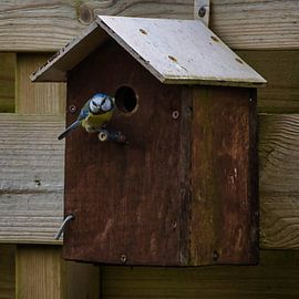Blue tit has found a nest by Miny'S