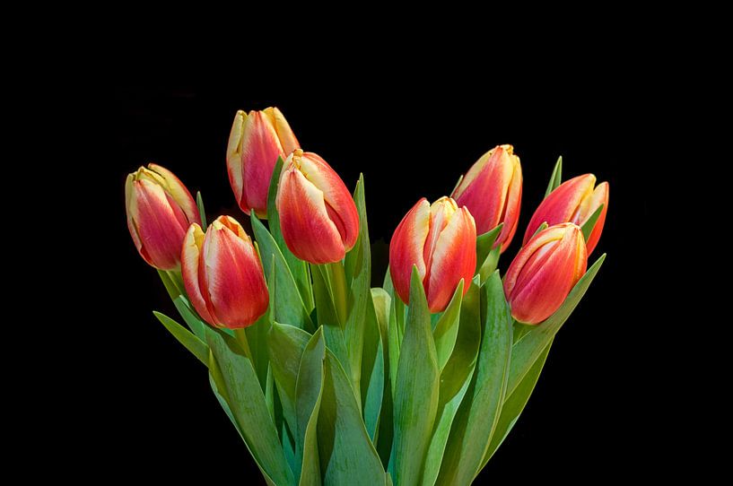 Tulipes d'Amsterdam par Toon van den Einde