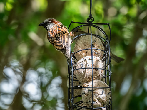 Muis in de groene tuin bij een voederbol