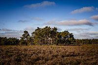 Landscape on trees