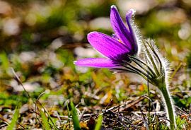 Delicate wilde schoonheid tegen het licht - koebel in haar pracht van Fototante