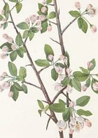 Wild Sweet Crab From North American Wildflowers (1925) By Mary Vaux Walcott.