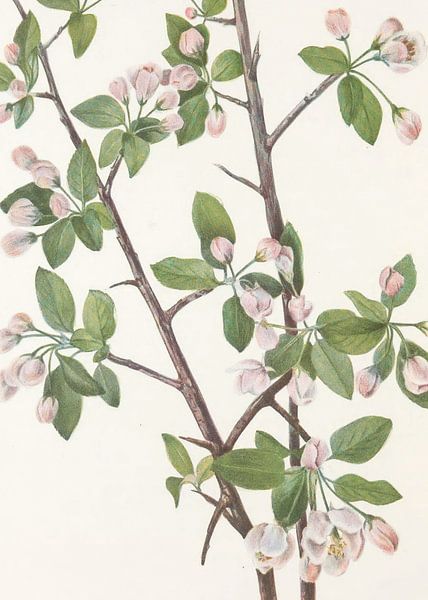 Wild Sweet Crab From North American Wildflowers (1925) Par Mary Vaux Walcott. par Pictufy 