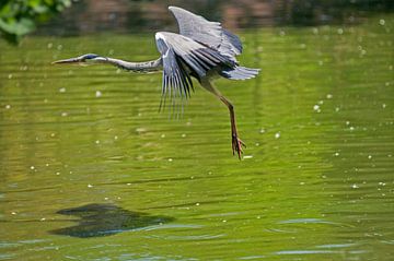Heron over the water by Blond Beeld