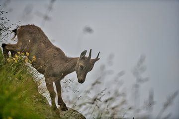 Kleine Steenbok van Daniel moser
