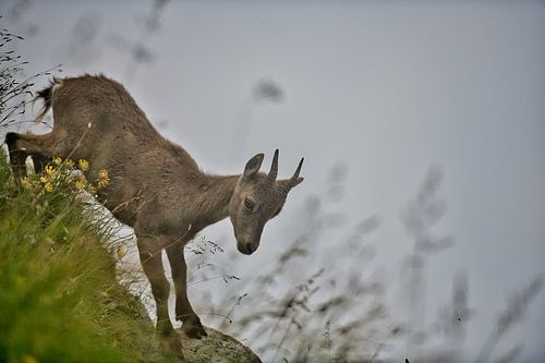 Kleiner Steinbock