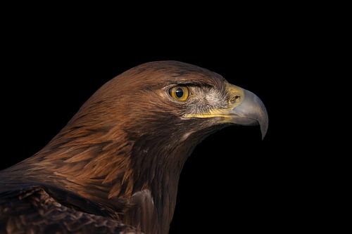 Golden eagle on black