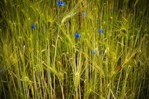 Champ de blé
