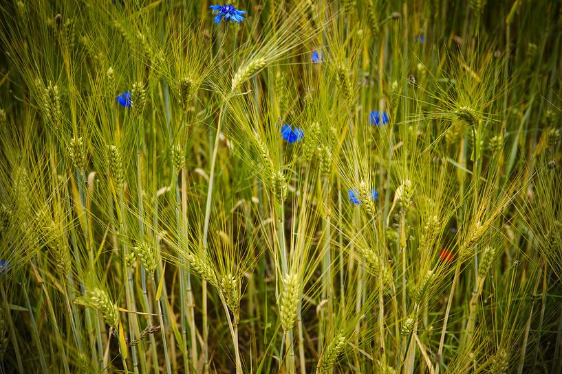 Champ de blé par Jan Brons