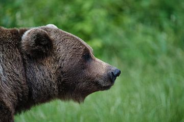 Brown bear