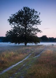 Misty Landscape at Sunrise: A Lone Tree on a Sand Path
