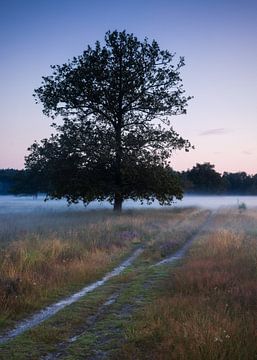 Misty Landscape at Sunrise: A Lone Tree on a Sand Path