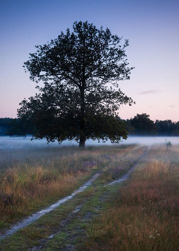 Nevelig Landschap bij Zonsopkomst: Een Eenzame Boom aan een Zandpad